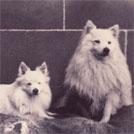 ‘Dogs at Balnamoon’